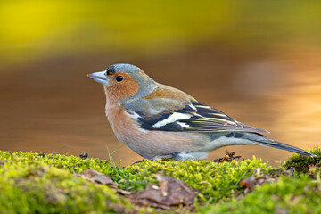 Zięba (Fringilla coelebs) © Grzegorz