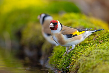 Szczygieł (Carduelis carduelis)  © Grzegorz