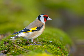 Szczygieł (Carduelis carduelis)  © Grzegorz