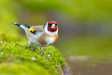 Szczygieł (Carduelis carduelis)  © Grzegorz