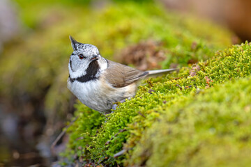 Czubatka (Lophophanes cristatus) © Grzegorz