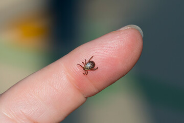 Wiesenzecke (Dermacentor reticulatus) (M&auml;nnchen)	