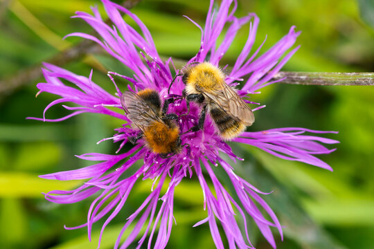 Ackerhummeln ( Bombus pascuorum ) auf Wiesen-Flockenblume	