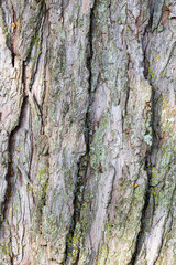 Obraz premium Cedar Tree Bark Close-Up