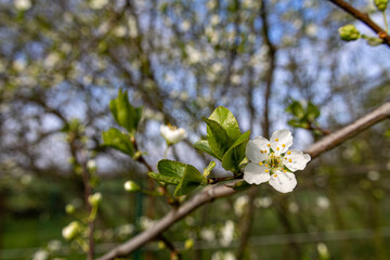 Obraz premium Plum Tree Branch Covered in Blossoms Against Clear Blue Sky