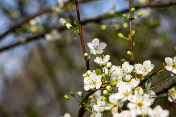 Obraz premium Plum Tree Branch Covered in Blossoms Against Clear Blue Sky