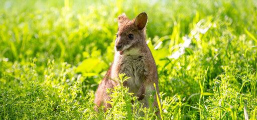 A close-up of a kangaroo on green grass. A brown baby kangaroo. Wild kangaroos, Australia, wildlife, marsupials. © Vera