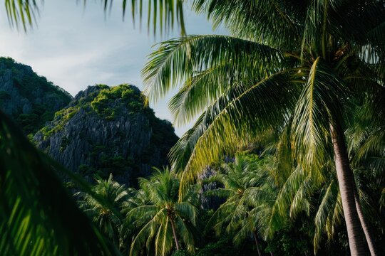 熱帯の海岸近くのヤシの木と岩だらけの丘