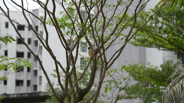 Long-tailed Shrike Perching Calmly on a Tree Branch, Urban Setting, 4K