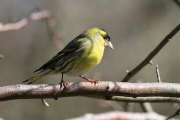 the beautiful male Eurasian siskin (Carduelis spinus)