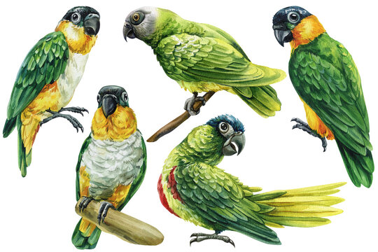Parrot watercolor clipart set with green caique parrots on branches in different poses isolated on light background
