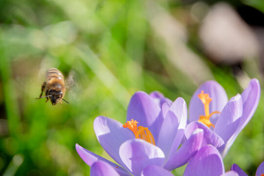 Krokusbl&uuml;ten rechts und Biene links , beides scharf