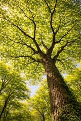 Fototapeta premium Majestic Tall Tree with Sunlight Through Green Leaves in Lush Forest, Upward View of Natural Woodland Canopy and Vibrant Spring Nature Landscape
