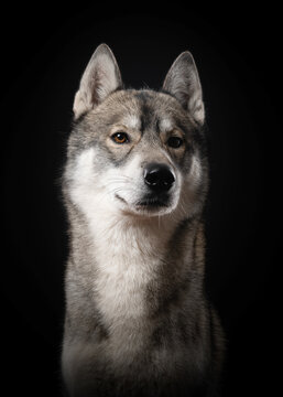 Portrait of a  charming Siberian husky dog looking away on a black background