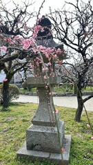 Obraz premium Plum Blossoms 梅の花