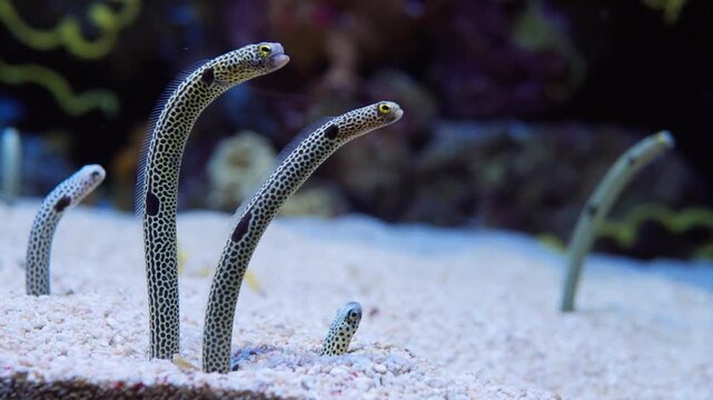 Spotted Garden Eels Emerging From Sandy Seabed in a Tropical Aquarium Underwater Scene