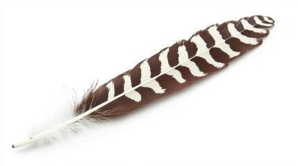 Detailed Brown and White Striped Avian Feather Isolated