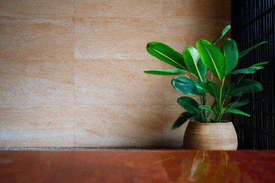 静かな空間の壁の近くの屋内植物