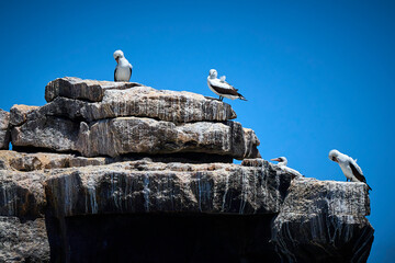 Seevögel sitzen auf einem Felsen © Olgierd Kajak