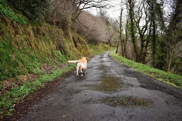 Perro labrador corriendo en la carretera