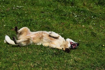 Un perro mast&iacute;n revolc&aacute;ndose 
