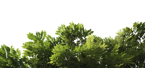 Fototapeta premium Vibrant green leaves fill frame from above, isolated against white transparent background. natural texture Perfect for projects on themes of nature, health, or ecology.