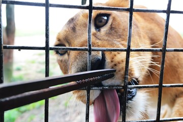 Close-up of a Lioness Licking Food Through a Safari Wire Fence