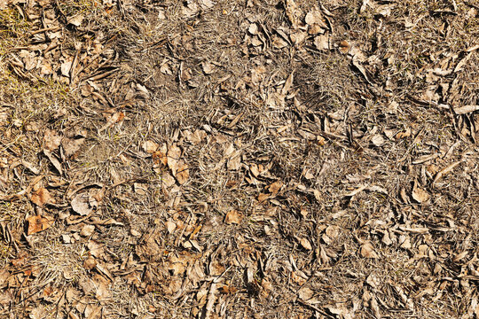 Dry leaves and grass covering forest ground. Natural woodland floor texture with fallen foliage. Brown leaf and dry vegetation creating organic background. Nature surface pattern in autumn forest.