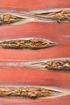 Birch Bark Cherry bark