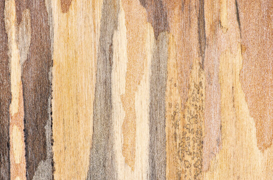 Under the Bark