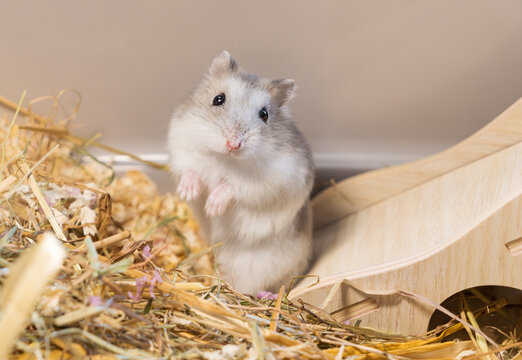 Adorable winter white dwarf hamster standing on its hind legs in a curious pose, exploring its natural habitat cage with hay and a wooden bridge, pet care and animal behavior topics.
