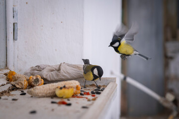 Two great tit birds interacting while feeding on a wooden windowsill © Andrii