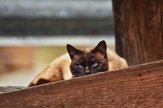 Un gato siam&eacute;s muy bonito