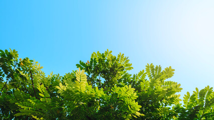 Fototapeta premium Bright sun shines above lush green tree canopy. Vibrant leaves glow against clear blue sky. Natural light creates soft, peaceful atmosphere. Ideal for nature, wellness, or eco-themed projects