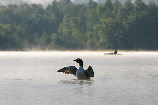 A common loon flaps its wings as a kayaker observes in the distance