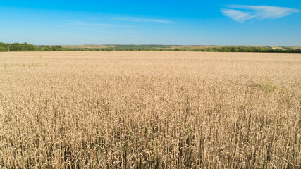 Fototapeta premium Golden wheat stretches to the horizon under bright blue sky. Fields glow in warm, sunlit tones, gently swaying in breeze. Distant treeline frames the calm, open landscape