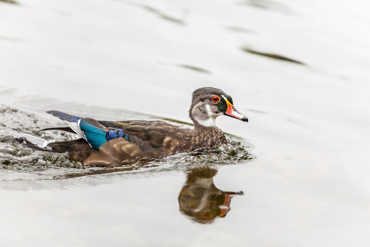Male wood duck in eclipse plumage gliding on a pond