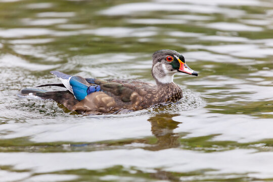 Male wood duck in eclipse plumage on a pond