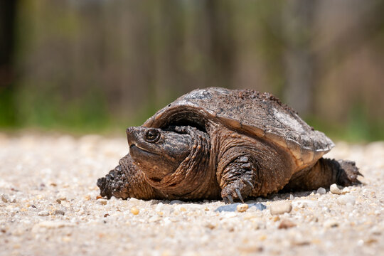 Common Snapping Turtle in Delaware Wildlife Refuge