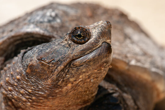 Common snapping turtle in natural habitat