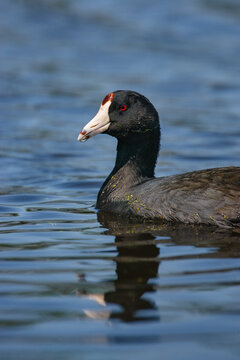 American coot swimming in wildlife refuge waters