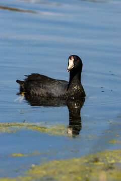 American coot in Delaware wildlife refuge