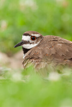 Killdeer bird in its natural habitat in upstate New York
