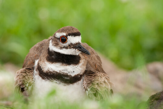 Adult killdeer bird in natural habitat upstate New York