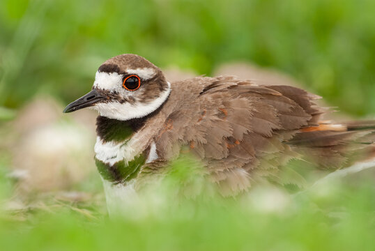 Killdeer bird resting in lush green grass
