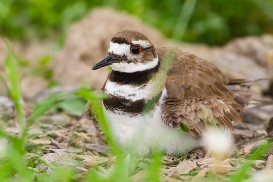 Adult killdeer in nest with eggs in New York habitat