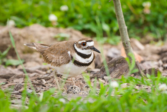Adult killdeer guarding nest with eggs in upstate New York