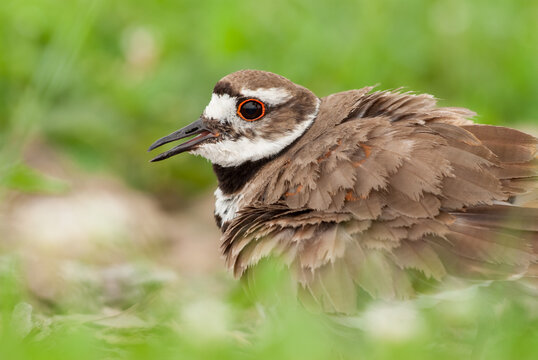 Adult Killdeer in Upstate New York habitat