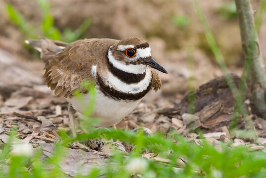 Killdeer bird nesting with eggs in Upstate New York