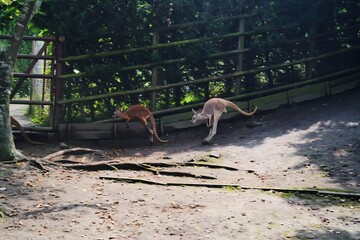 Dynamic Moment of Kangaroos Jumping in an Outdoor Enclosure © Jaewook